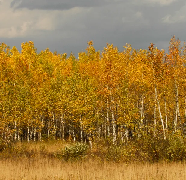 Landscape nature photo