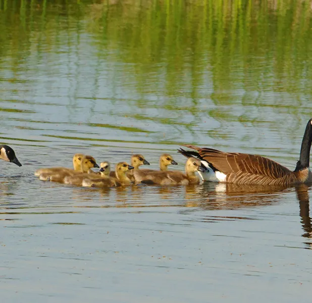 Landscape nature photo