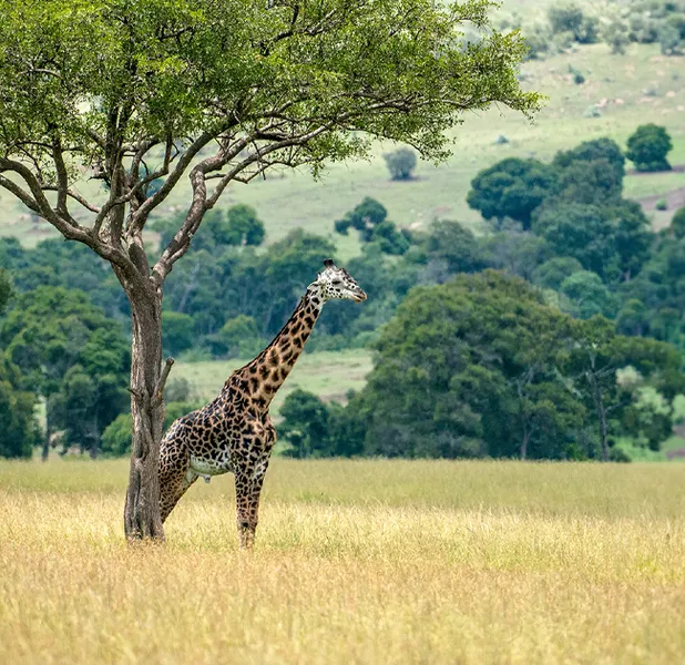 Landscape nature photo