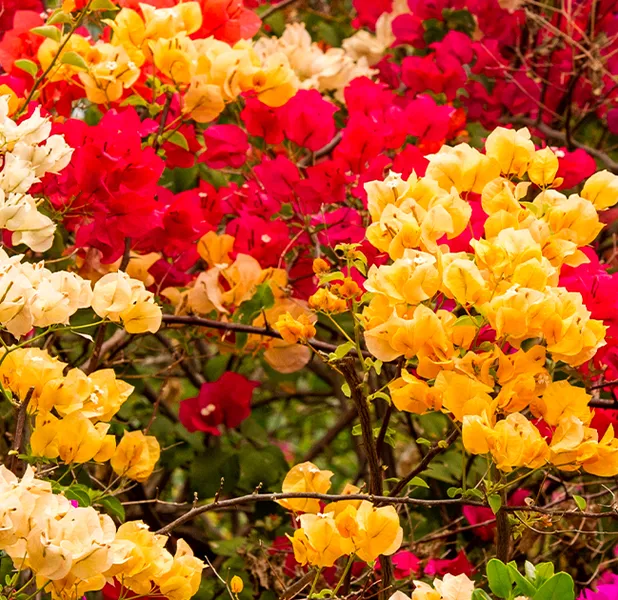 Landscape nature photo