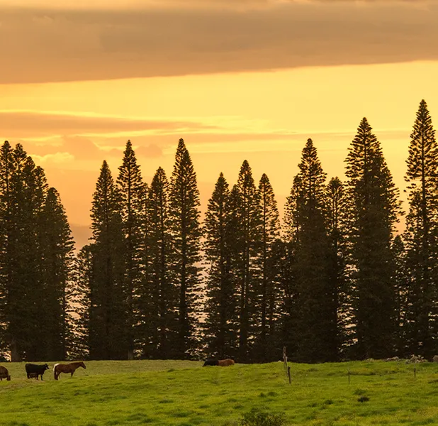 Landscape nature photo