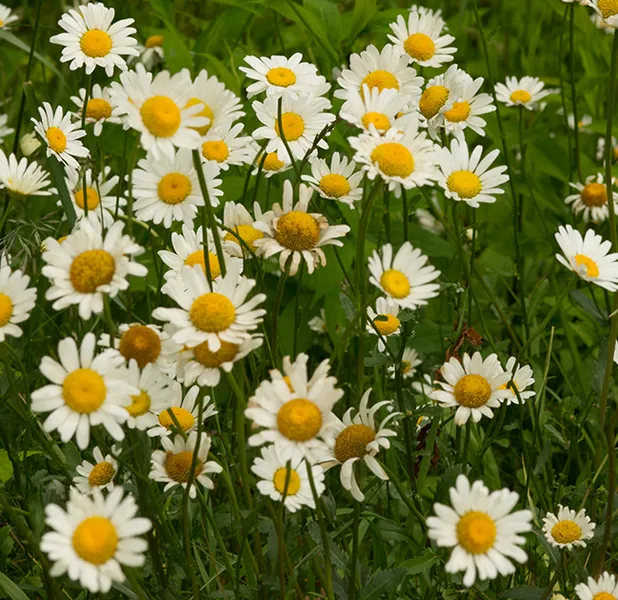 Landscape nature photo