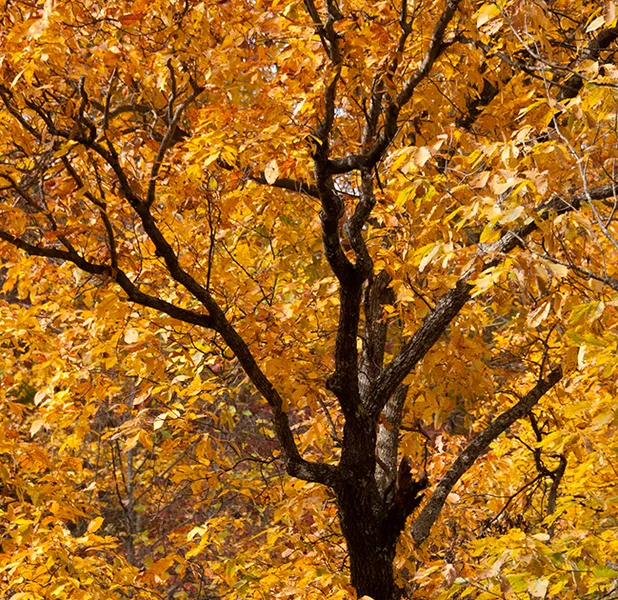 Landscape nature photo