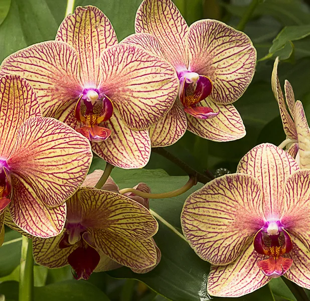 Landscape nature photo