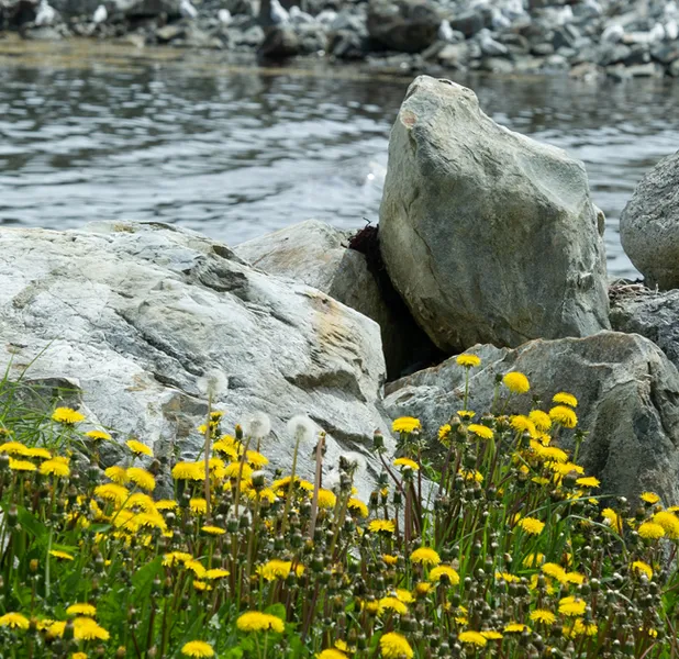 Landscape nature photo