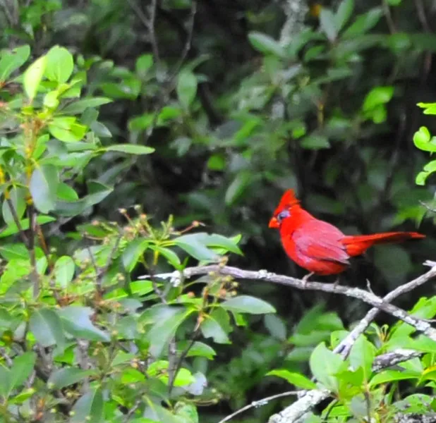 Landscape nature photo