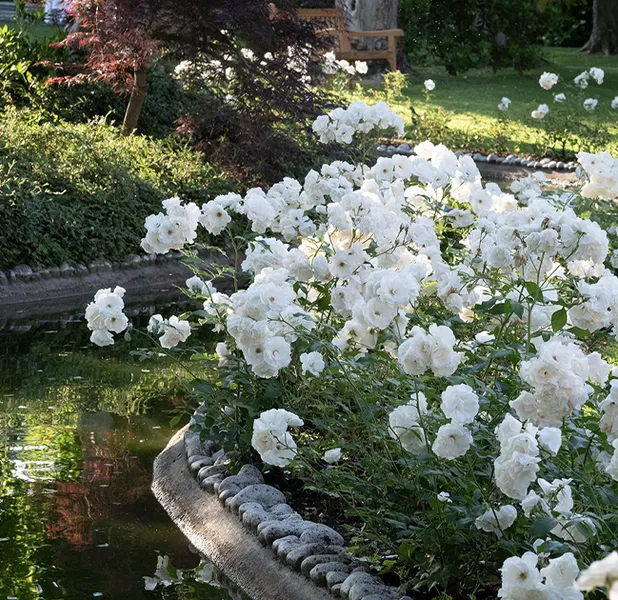 Landscape nature photo