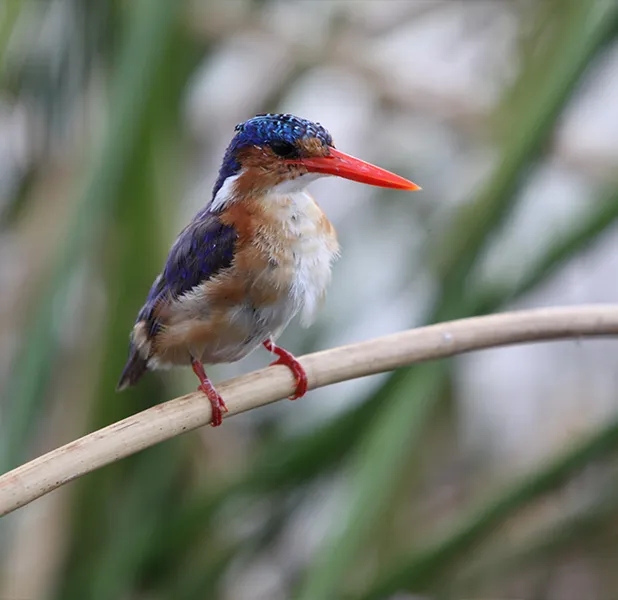 Landscape nature photo