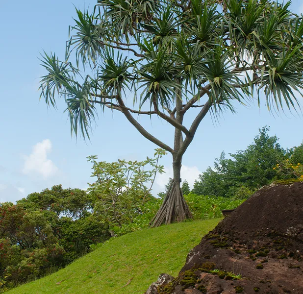 Landscape nature photo