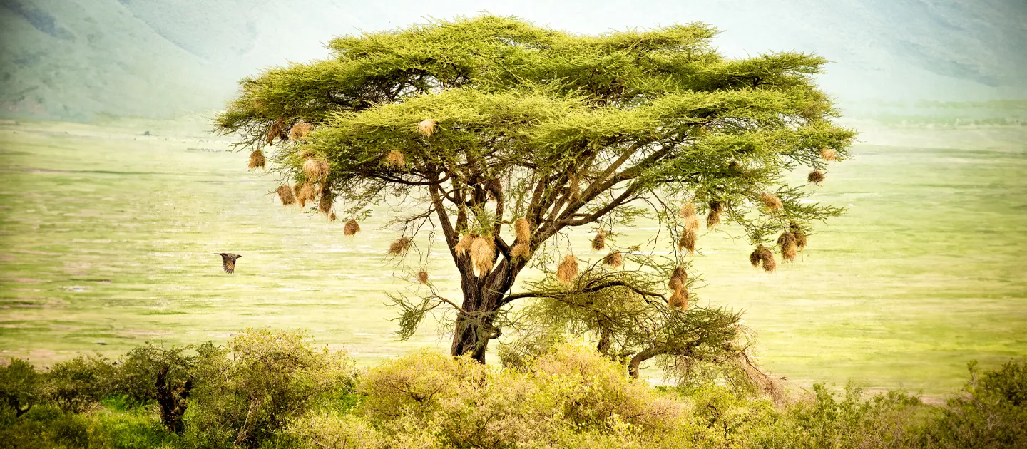 Life’s Great Liberator