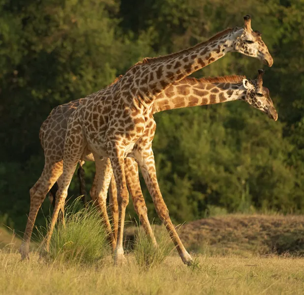 Landscape nature photo